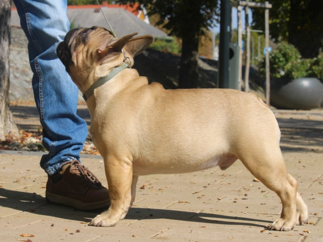 French Bulldog puppy for sale