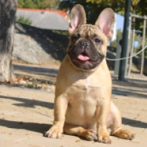 Elmo, fawn French Bulldog for sale