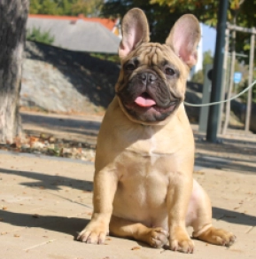 French Bulldog puppy for sale