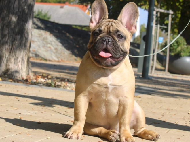 French Bulldog puppy for sale