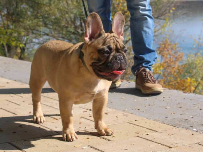 French Bulldog puppy for sale