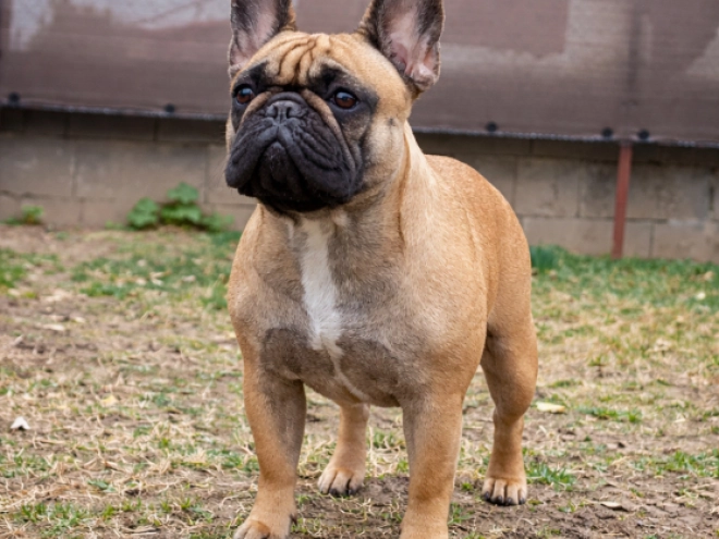 French Bulldog puppy for sale