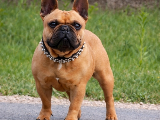 French Bulldog puppy for sale