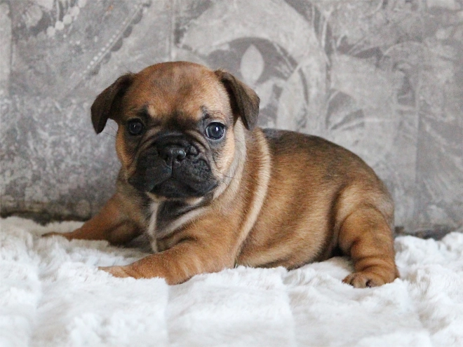 French Bulldog puppy for sale