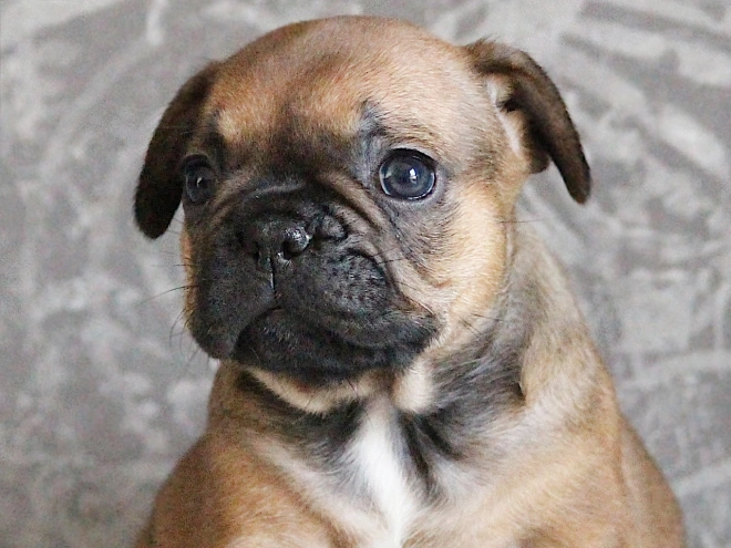 French Bulldog puppy for sale