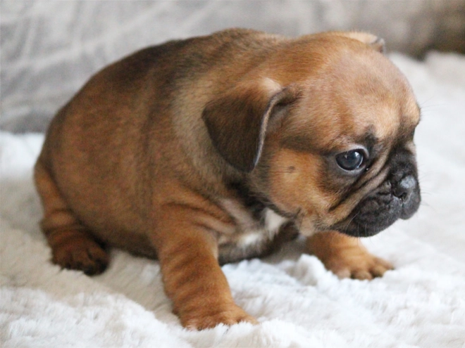 French Bulldog puppy for sale
