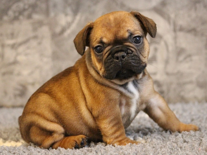 French Bulldog puppy for sale