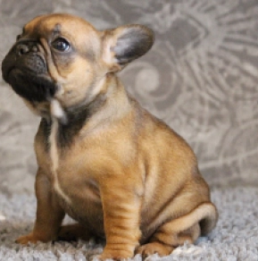 French Bulldog puppy for sale