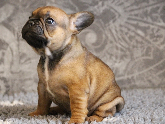French Bulldog puppy for sale
