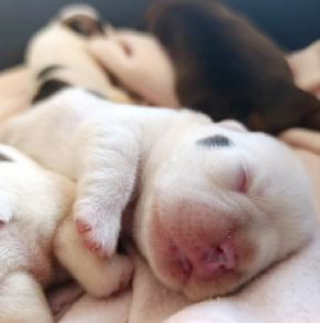 French Bulldog puppy for sale