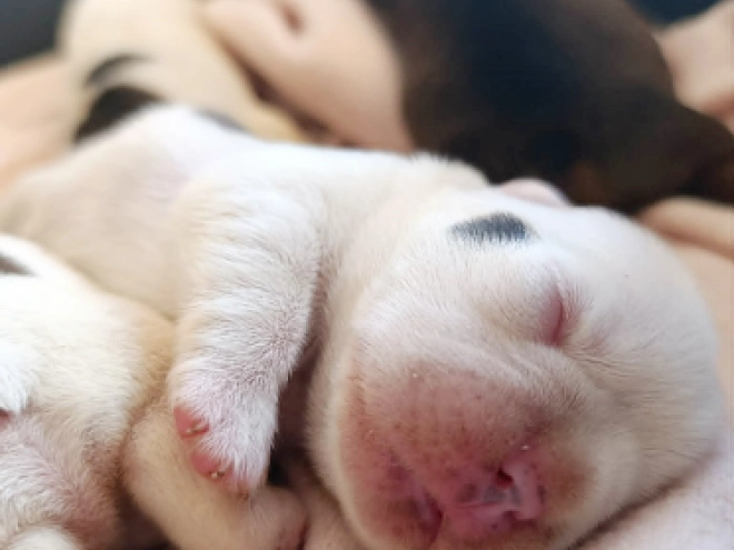 French Bulldog puppy for sale