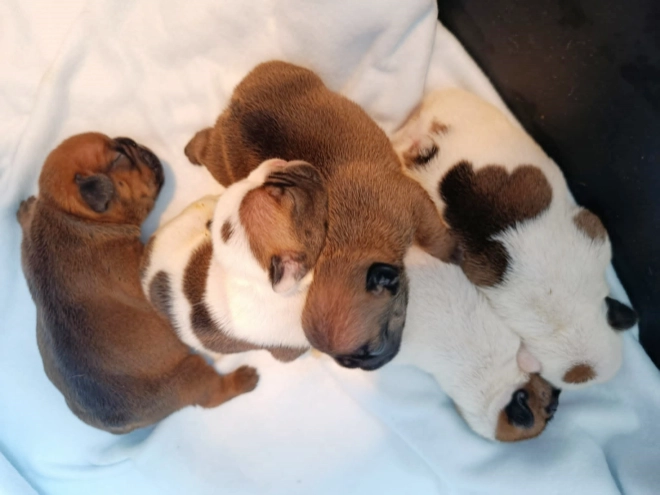 French Bulldog puppy for sale