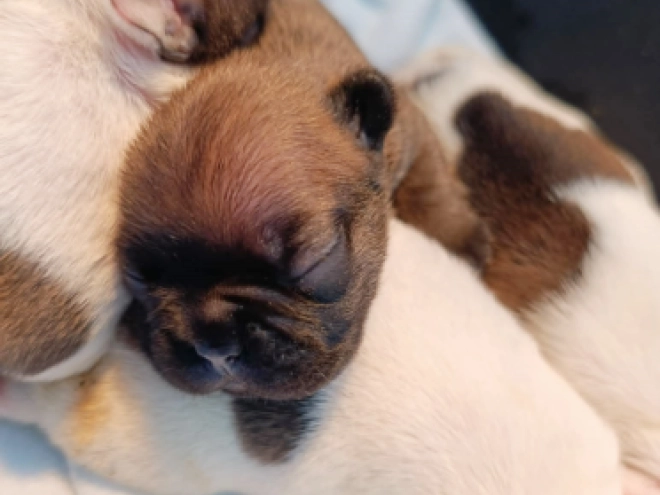 French Bulldog puppy for sale