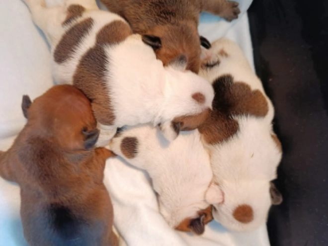 French Bulldog puppy for sale