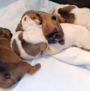 French Bulldog puppy for sale