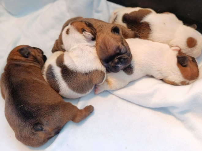 French Bulldog puppy for sale