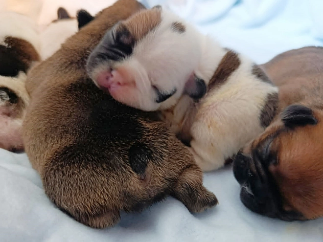 French Bulldog puppy for sale