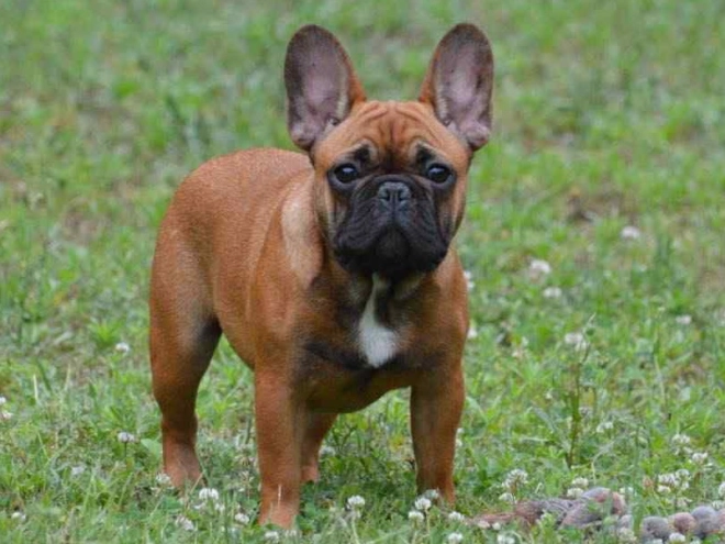 French Bulldog puppy for sale