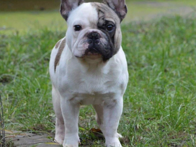 French Bulldog puppy for sale