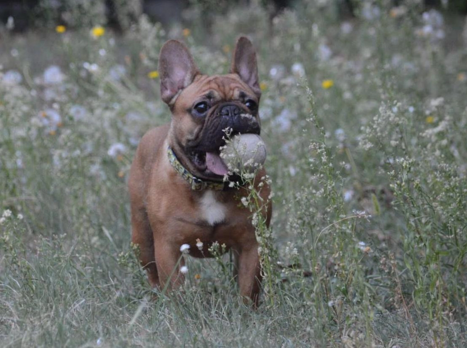 Melody Jane Dolls Schwarze Französische Bulldogge Stockfoto - Bild Von  Hund, Tier: 12594882 Melody Jane Furniture, image size:1600x1191