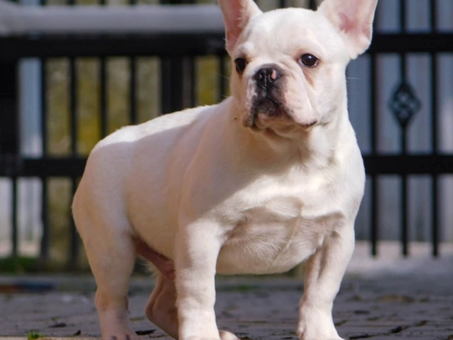 French Bulldog puppy for sale