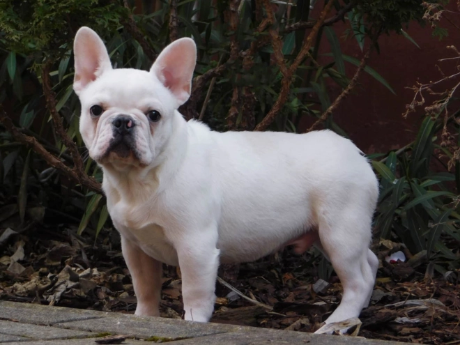 French Bulldog puppy for sale