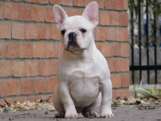 French Bulldog puppy for sale