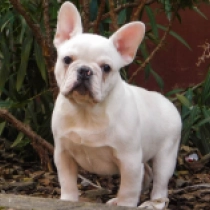 Französische Bulldogge Welpe zu verkaufen