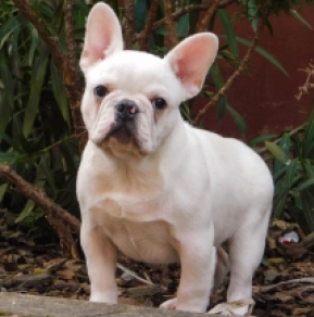 French Bulldog puppy for sale