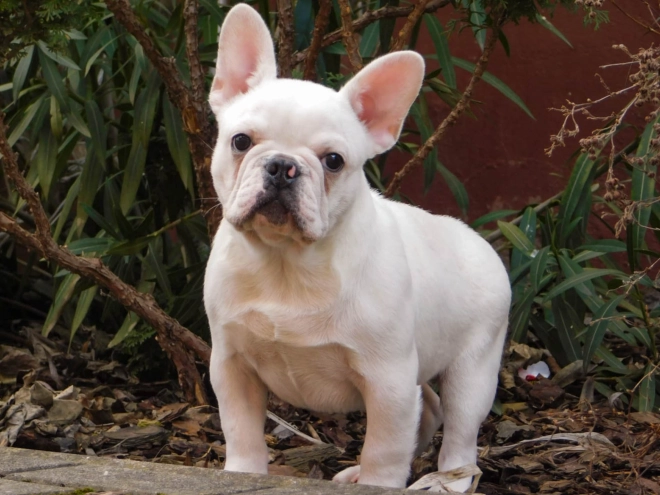 French Bulldog puppy for sale