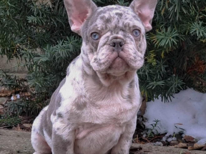 French Bulldog puppy for sale