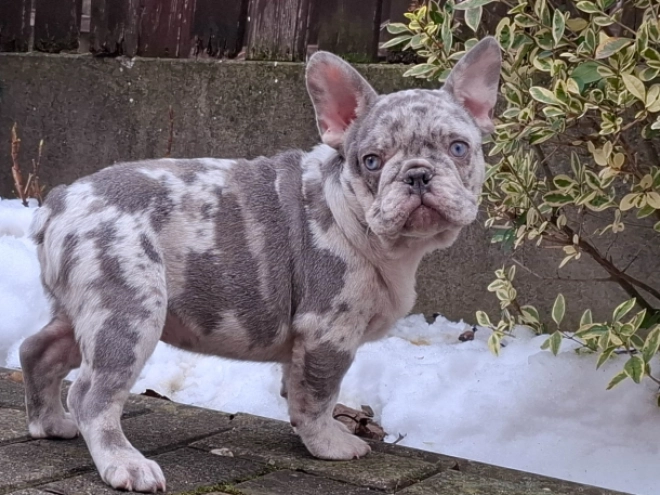 French Bulldog puppy for sale