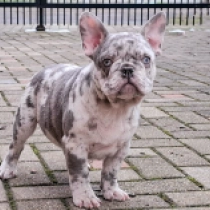 Französische Bulldogge Welpe zu verkaufen