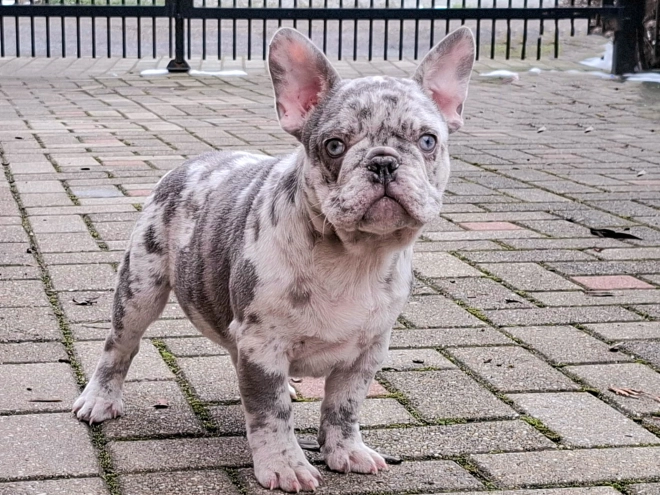 French Bulldog puppy for sale