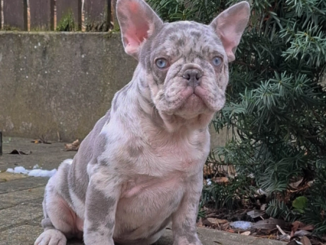 French Bulldog puppy for sale
