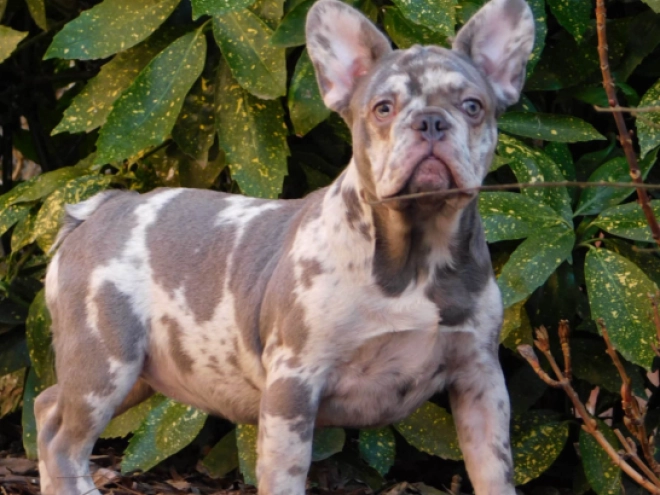 French Bulldog puppy for sale