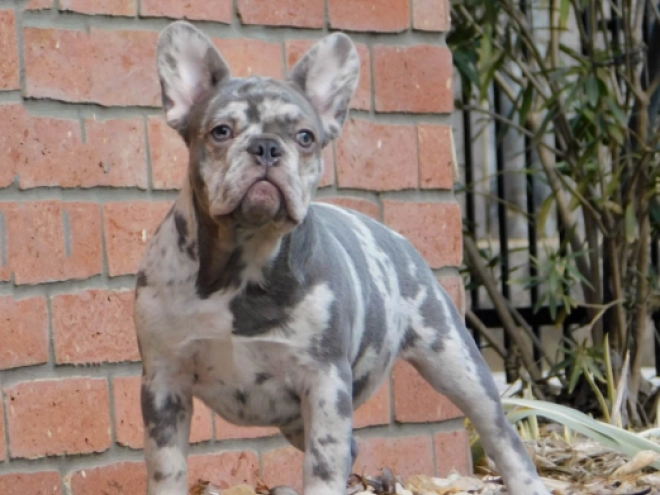 French Bulldog puppy for sale