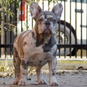 French Bulldog puppy for sale