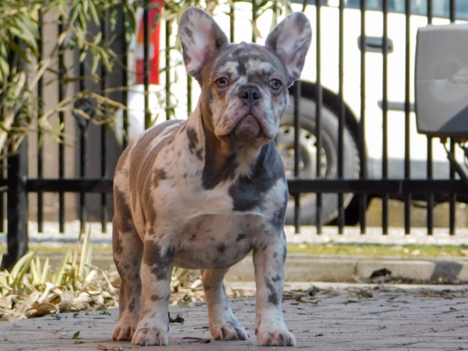 French Bulldog puppy for sale
