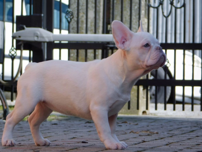 French Bulldog puppy for sale