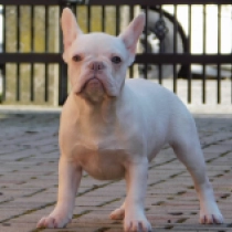Molly, lilac platinum Bulldog Francés en venta