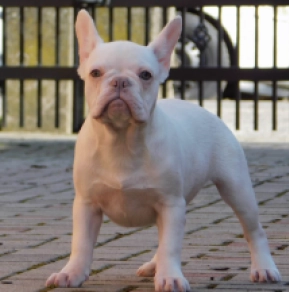 French Bulldog puppy for sale