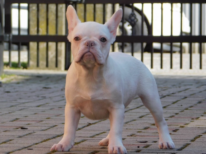 French Bulldog puppy for sale