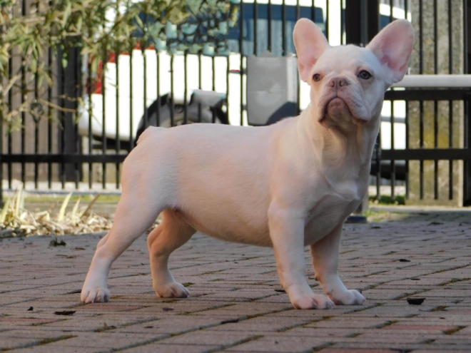 French Bulldog puppy for sale