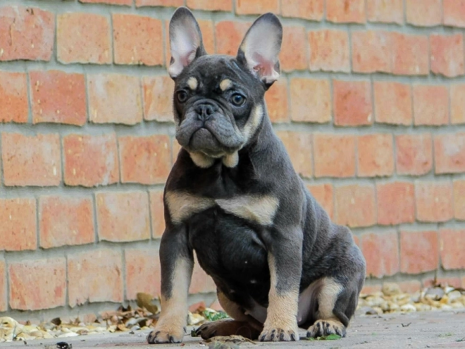 French Bulldog puppy for sale