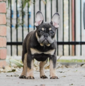 Französische Bulldogge Welpe zu verkaufen