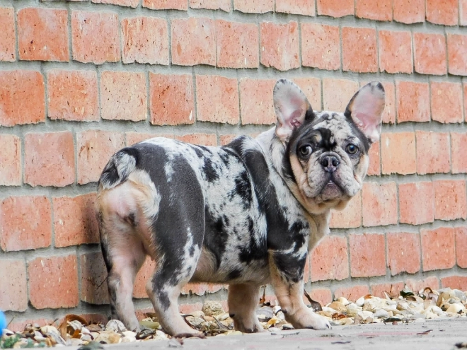 French Bulldog puppy for sale