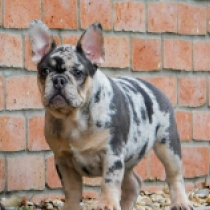 Julia, blue merle and tan Bulldog Francés en venta