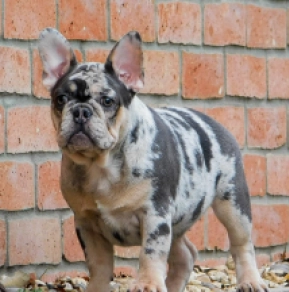 French Bulldog puppy for sale