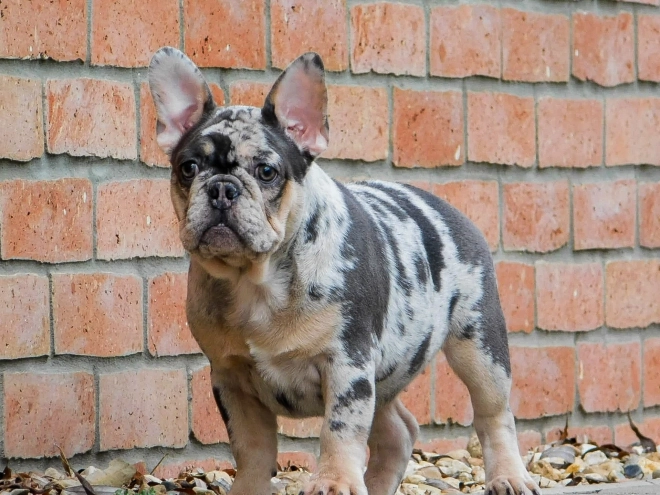 French Bulldog puppy for sale